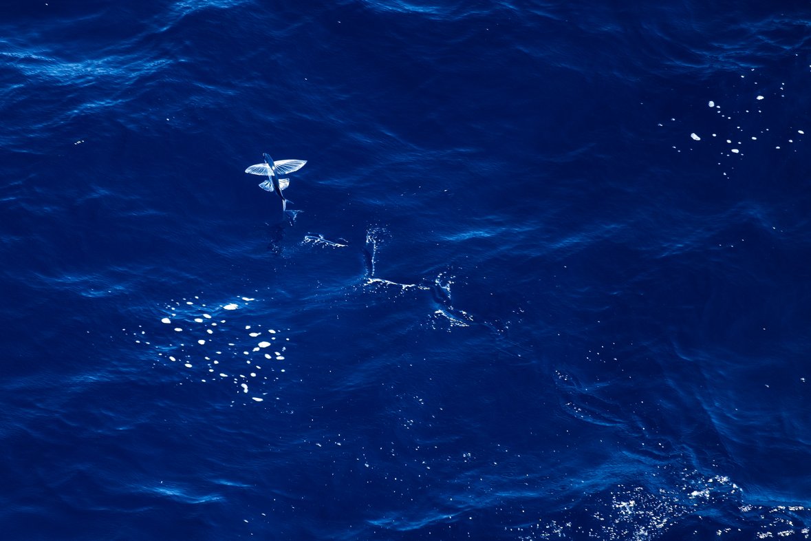 A flying fish leaps out of the deep blue ocean water, its large pectoral fins spread wide like wings as it glides above the rippling surface, which is scattered with sparkling reflections of sunlight.